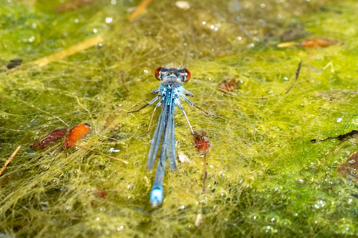 Libelle