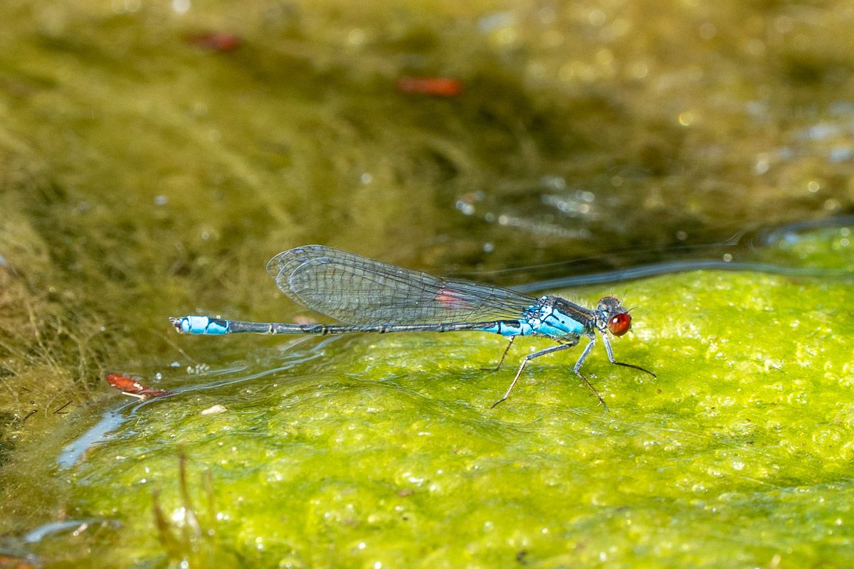 Libelle