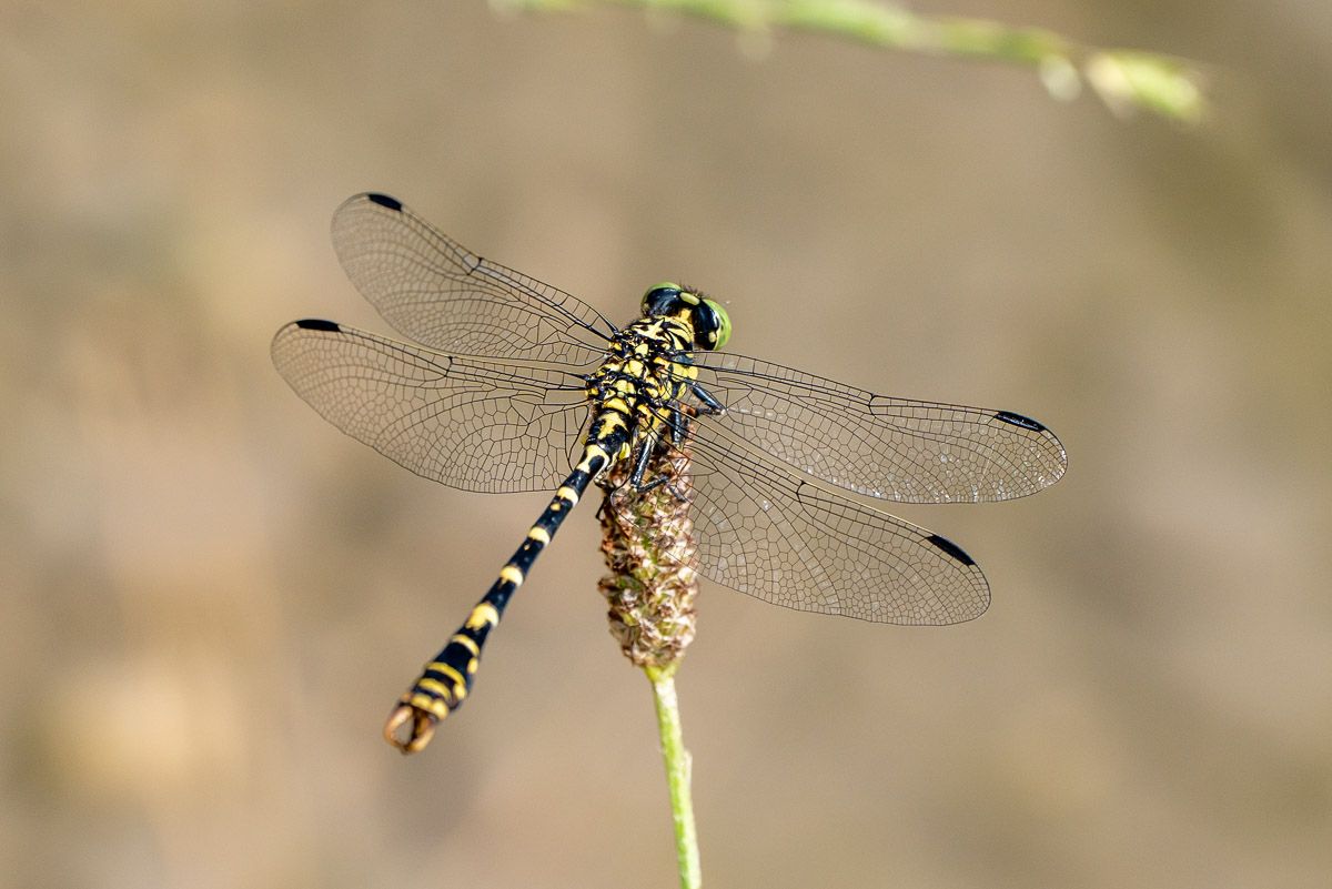 Libelle