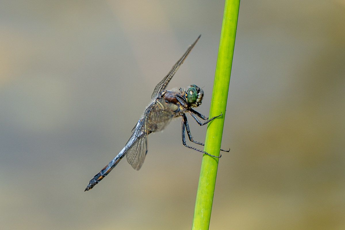 Libelle