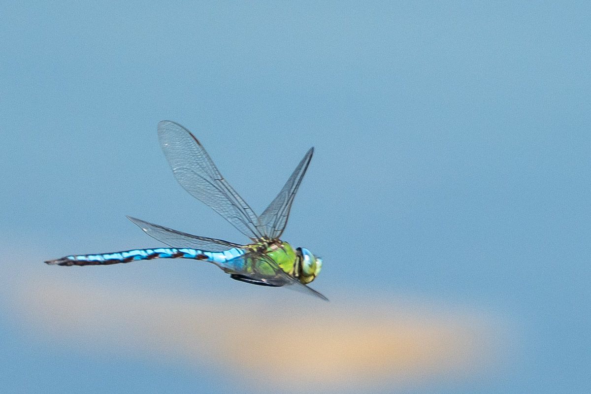 Libelle
