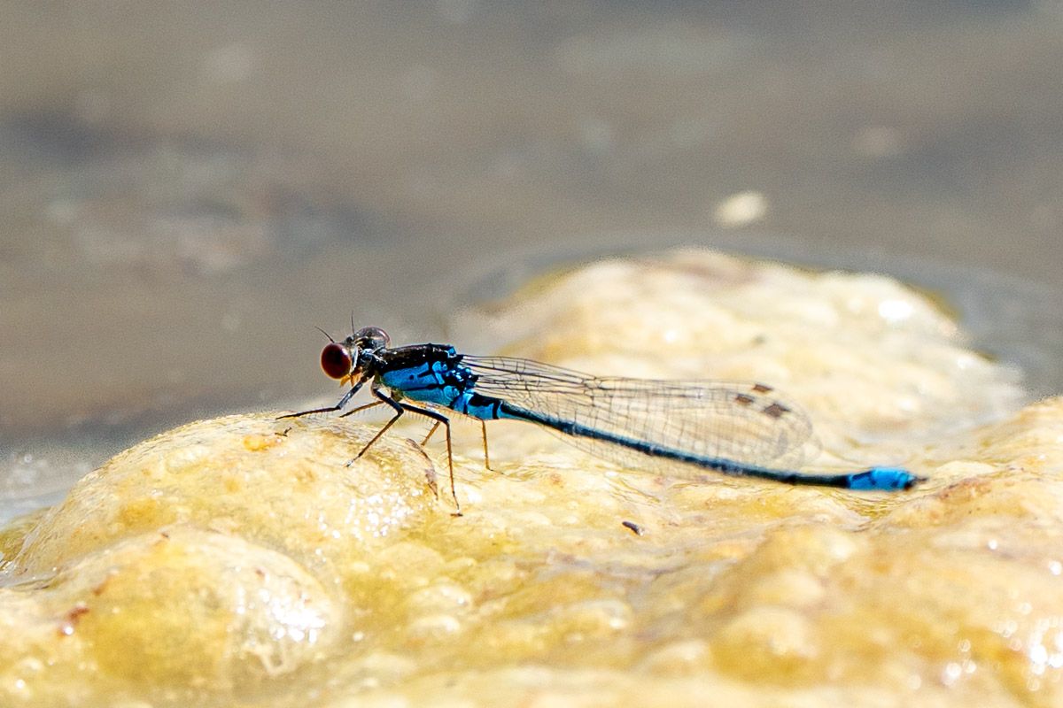 Libelle