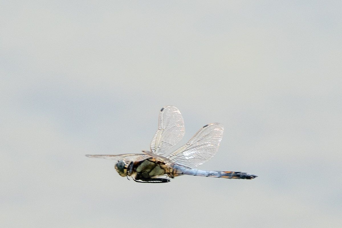 Libelle