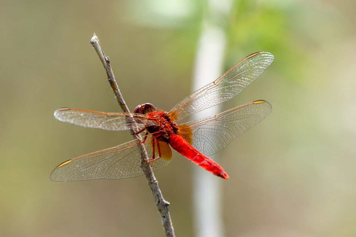 Libelle
