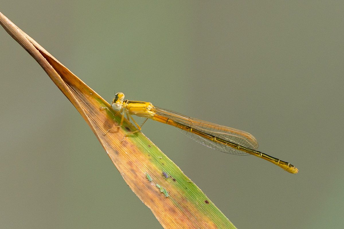 Libelle