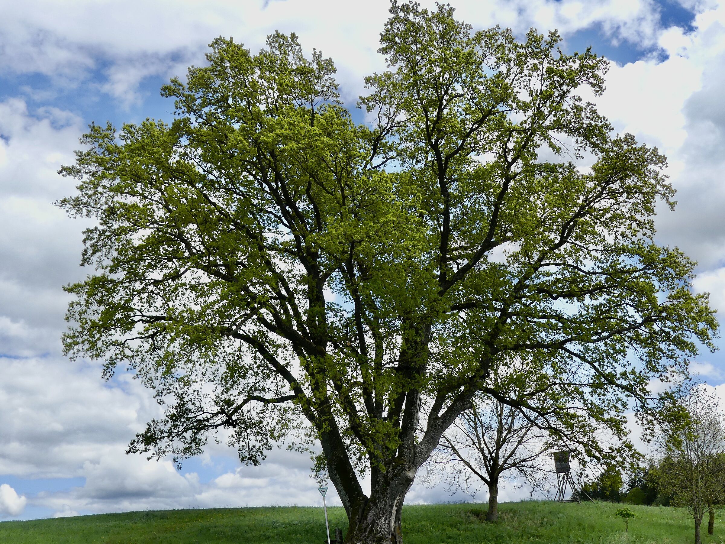 Die Koaser Eiche in der Totalen, mit Hinweisschild "Naturdenkmal"