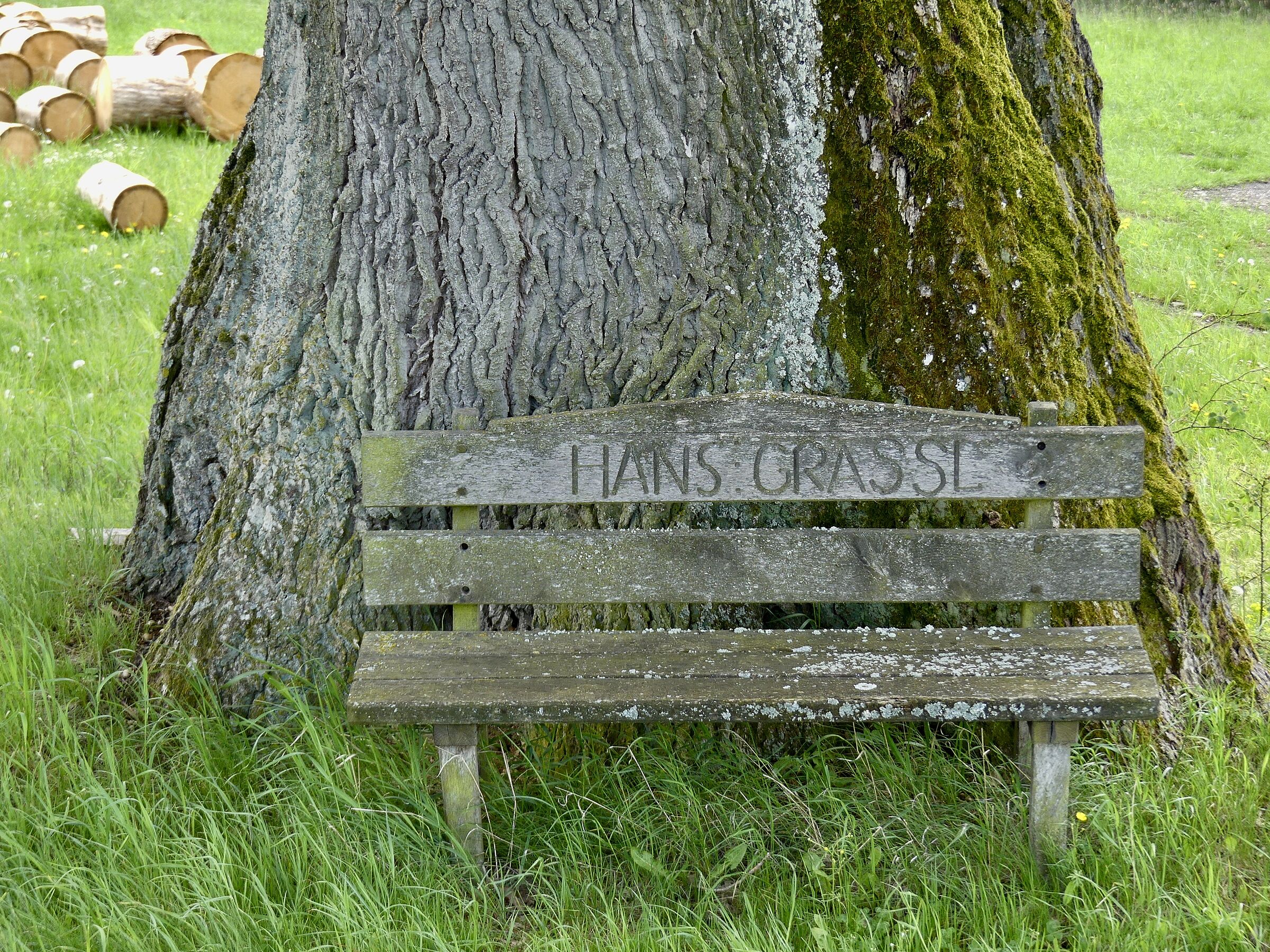 Das Ruhebankerl neben dem Stamm, mit Inschrift "Hans Grassl"