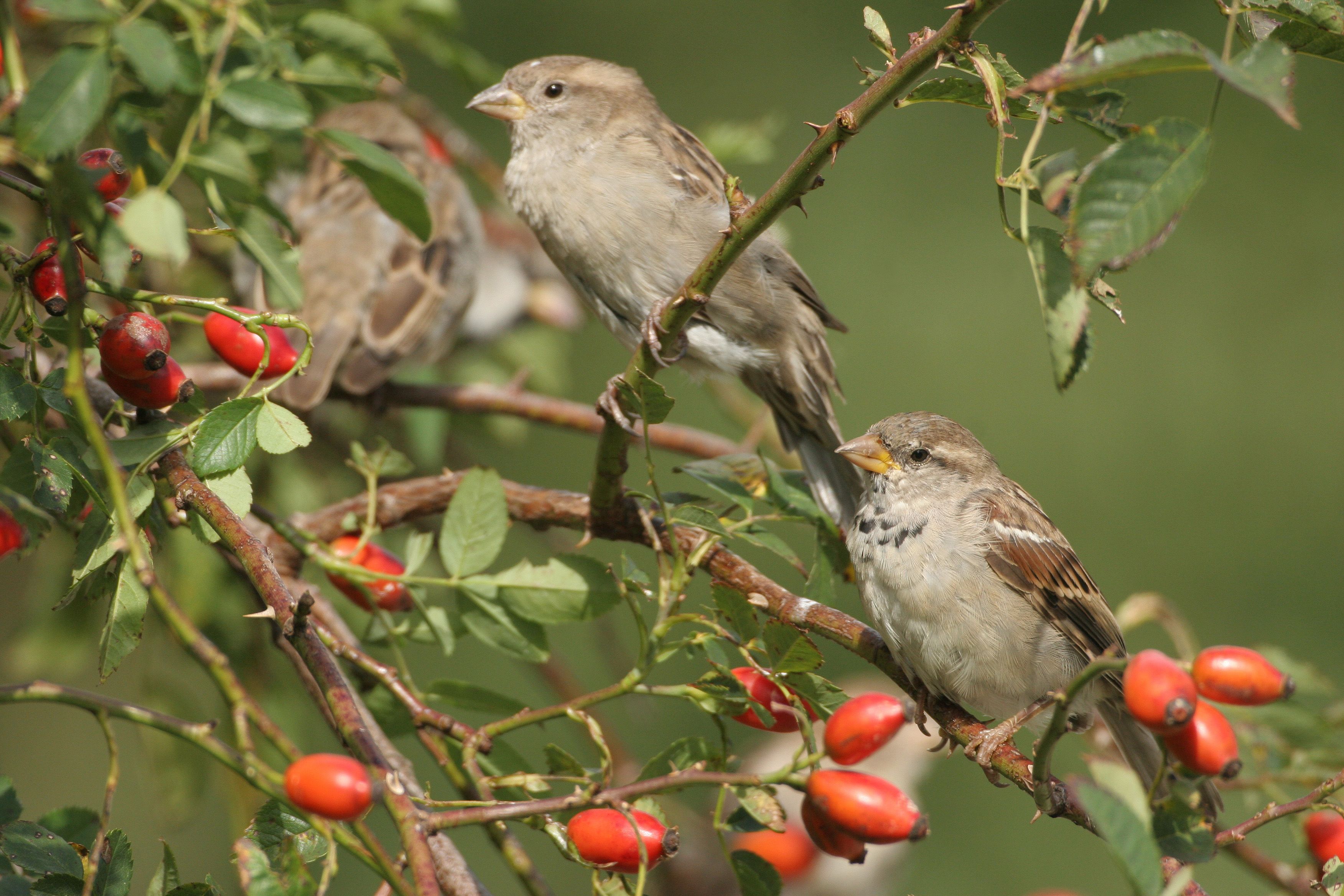 Spatzen in einer Rosenhecke | Bild: Dieter Hopf