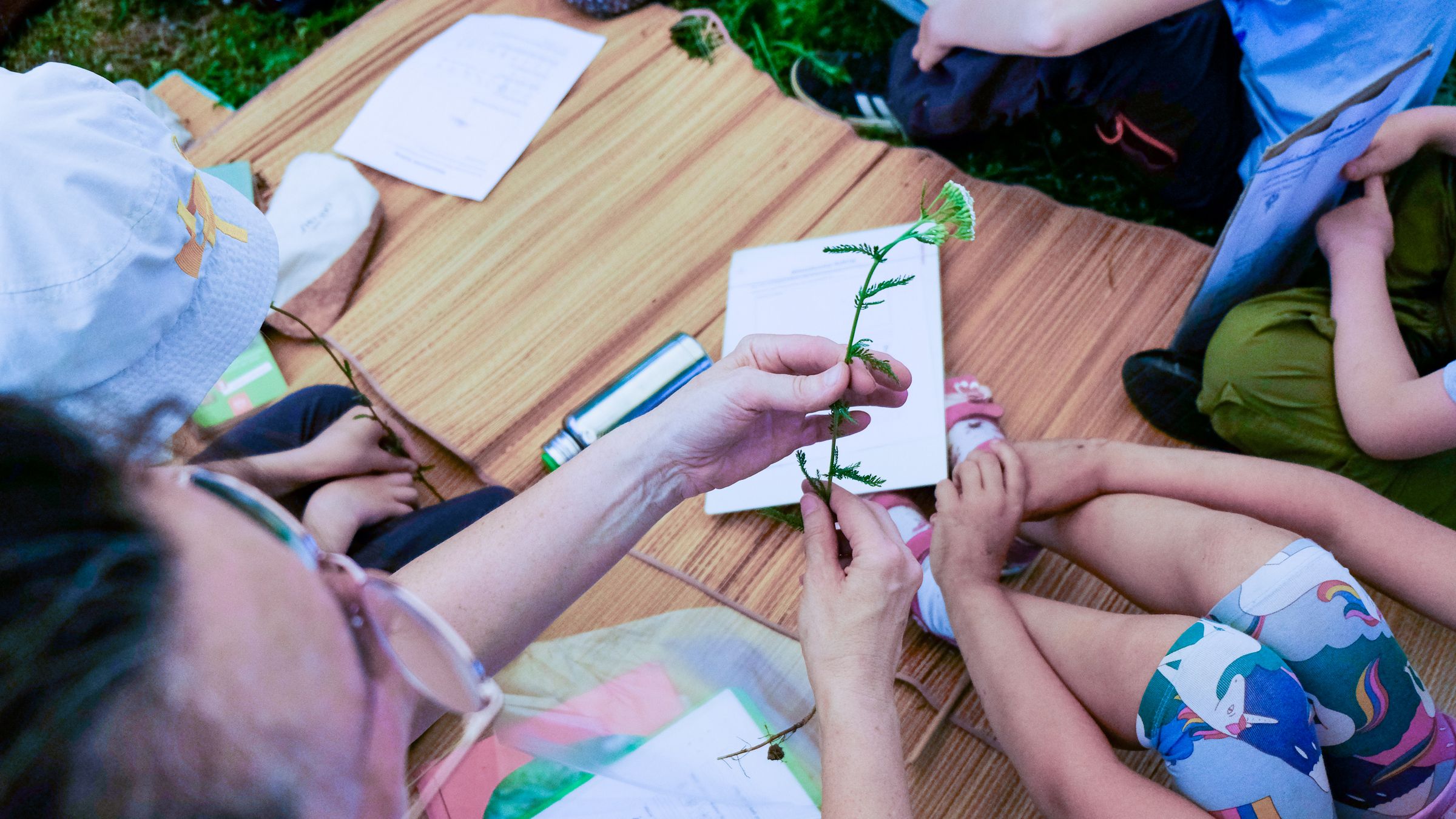 Wiesenblume Bestimmen | Bild Lauritz Wiesenblumen Bestimmung Kindergruppe