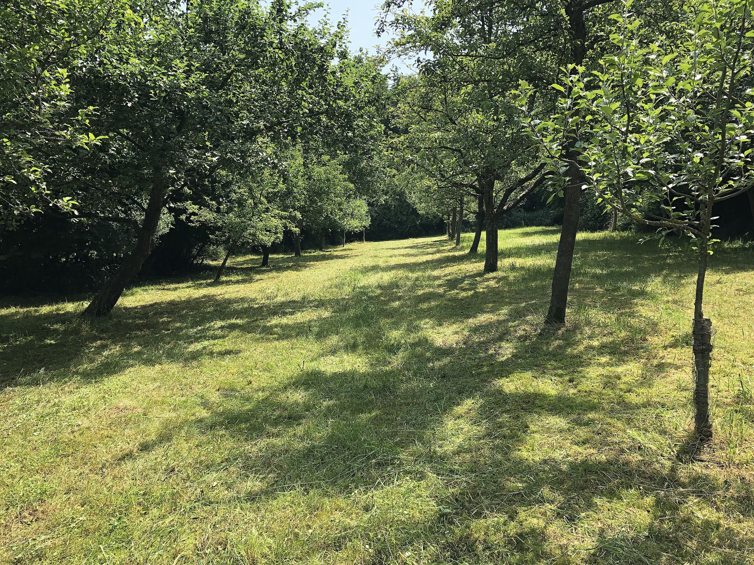 Arbeiten auf der Streuobstwiese 19.06.2021 - 4