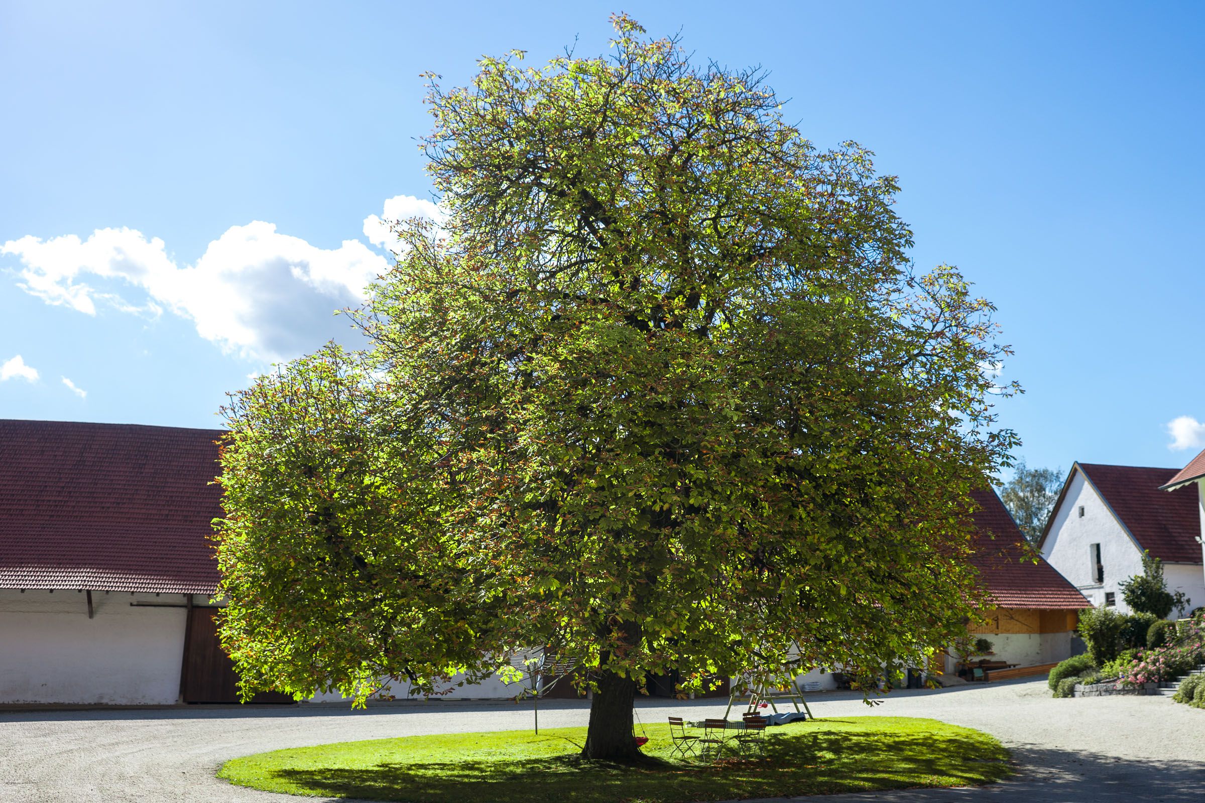 Baum Hofbaum Kastanie