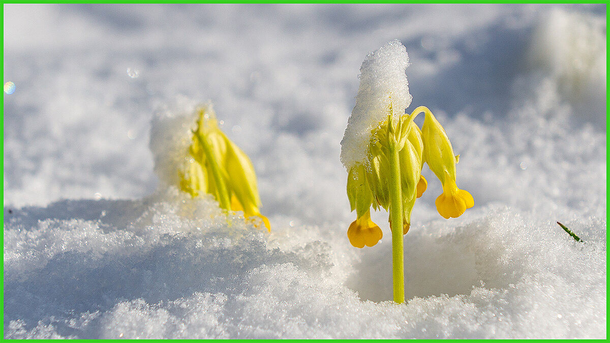 Schlüsselblume mit Schneehaube