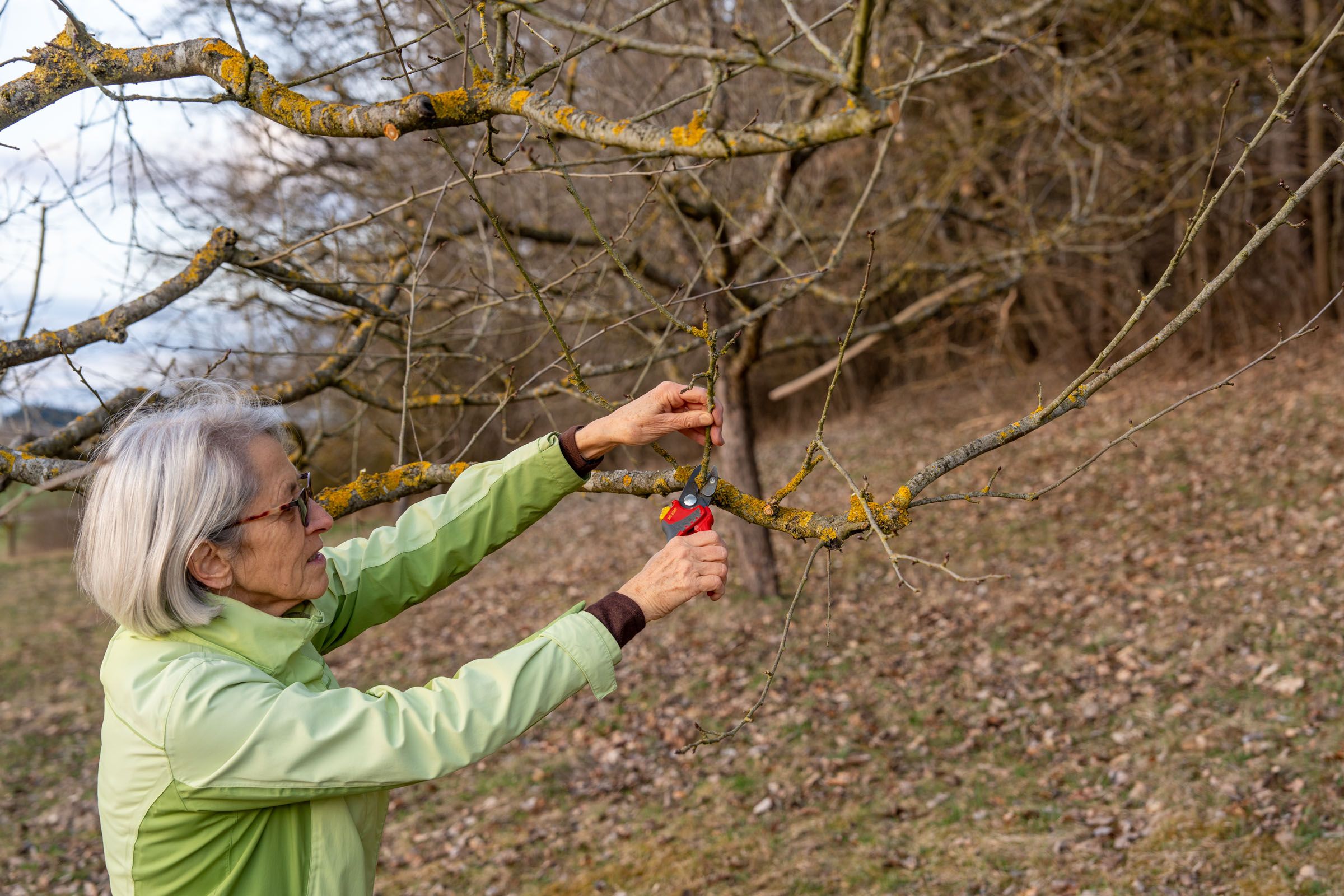 Obstbaumschnitt | Bild: Heinrich Inkoferer Obstbaumschnitt