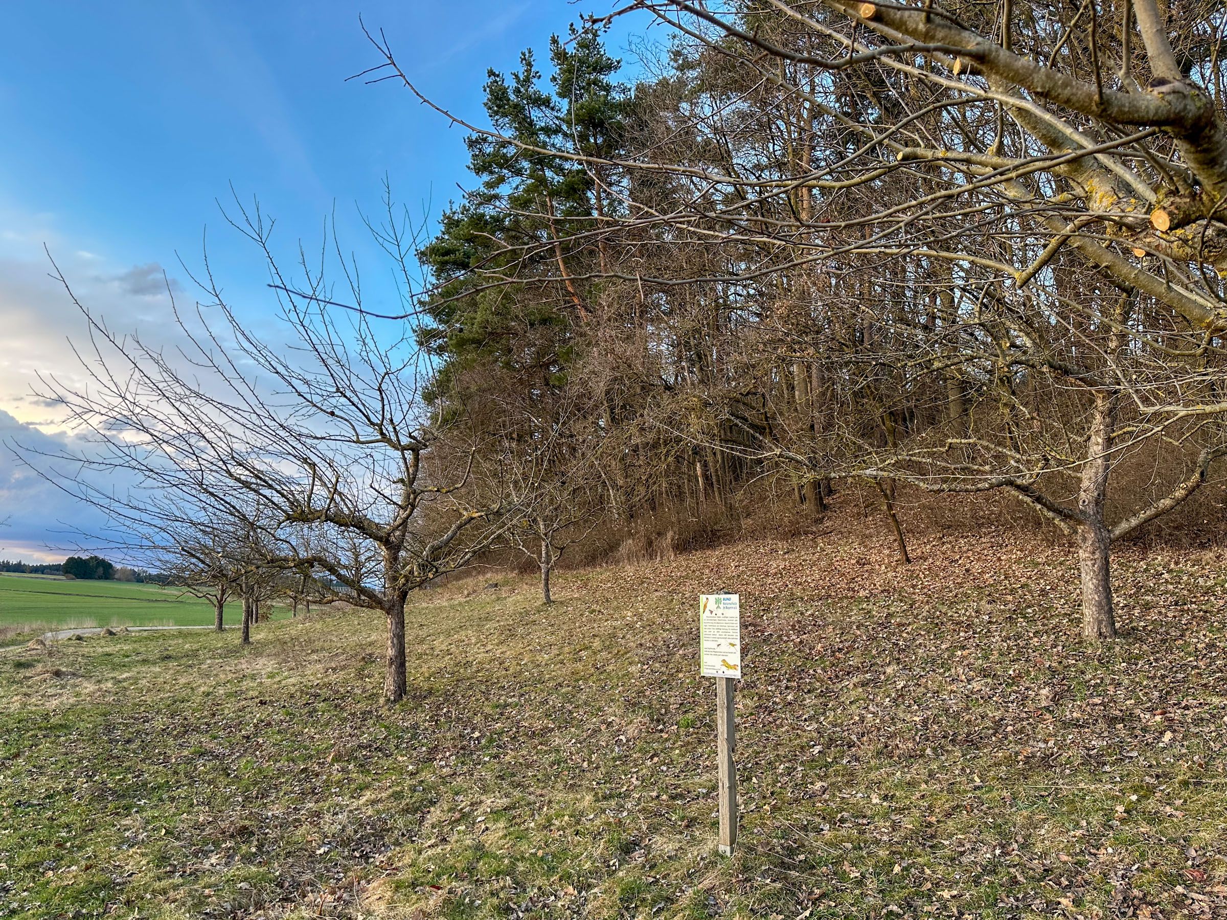 Streuobstwiese nach Frühjahrsschnitt | Bild: Lisa Voit Streuobstwiese nach Frühjahrsschnitt
