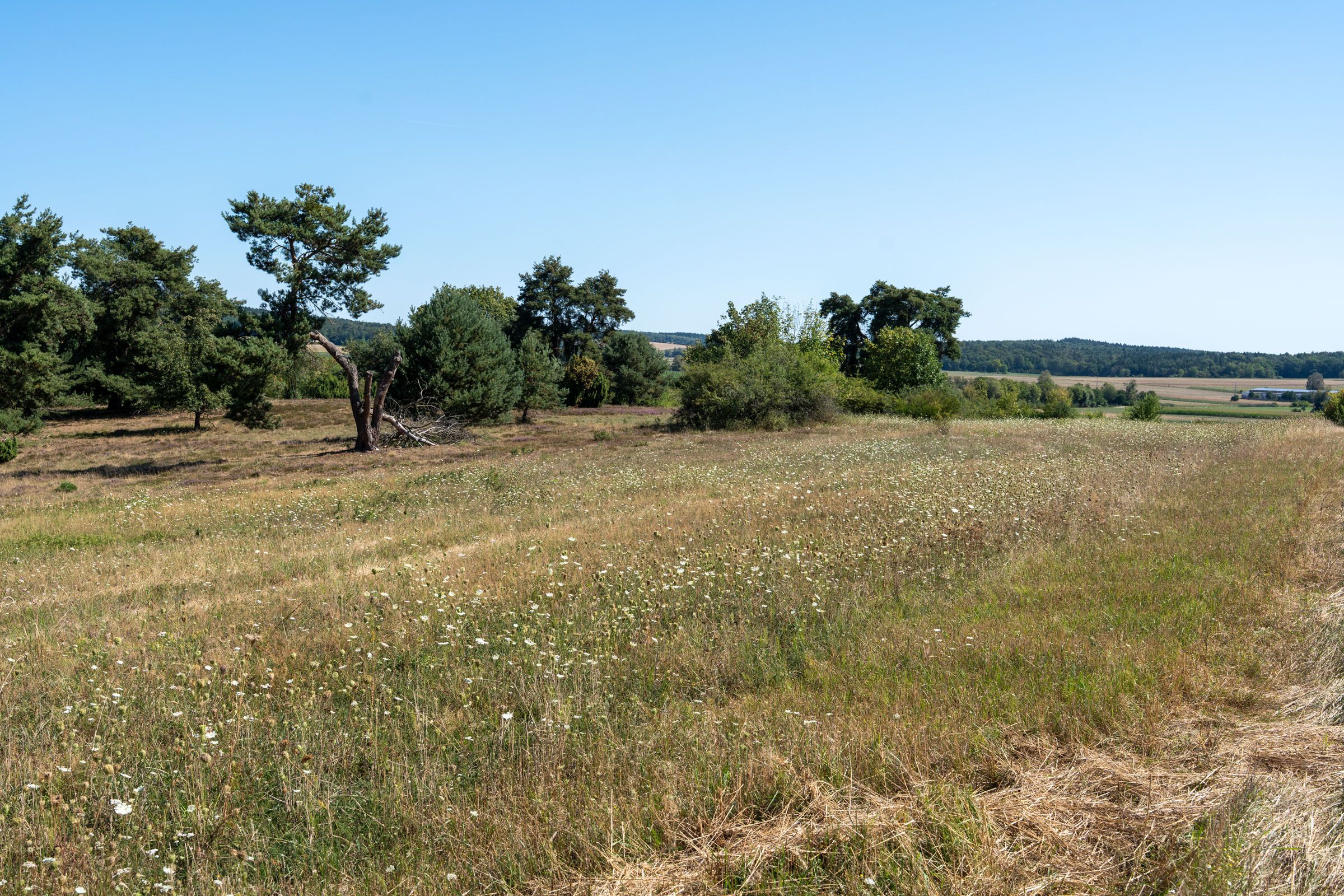 Sandharlander Heide, extensiv genutzte Wiese