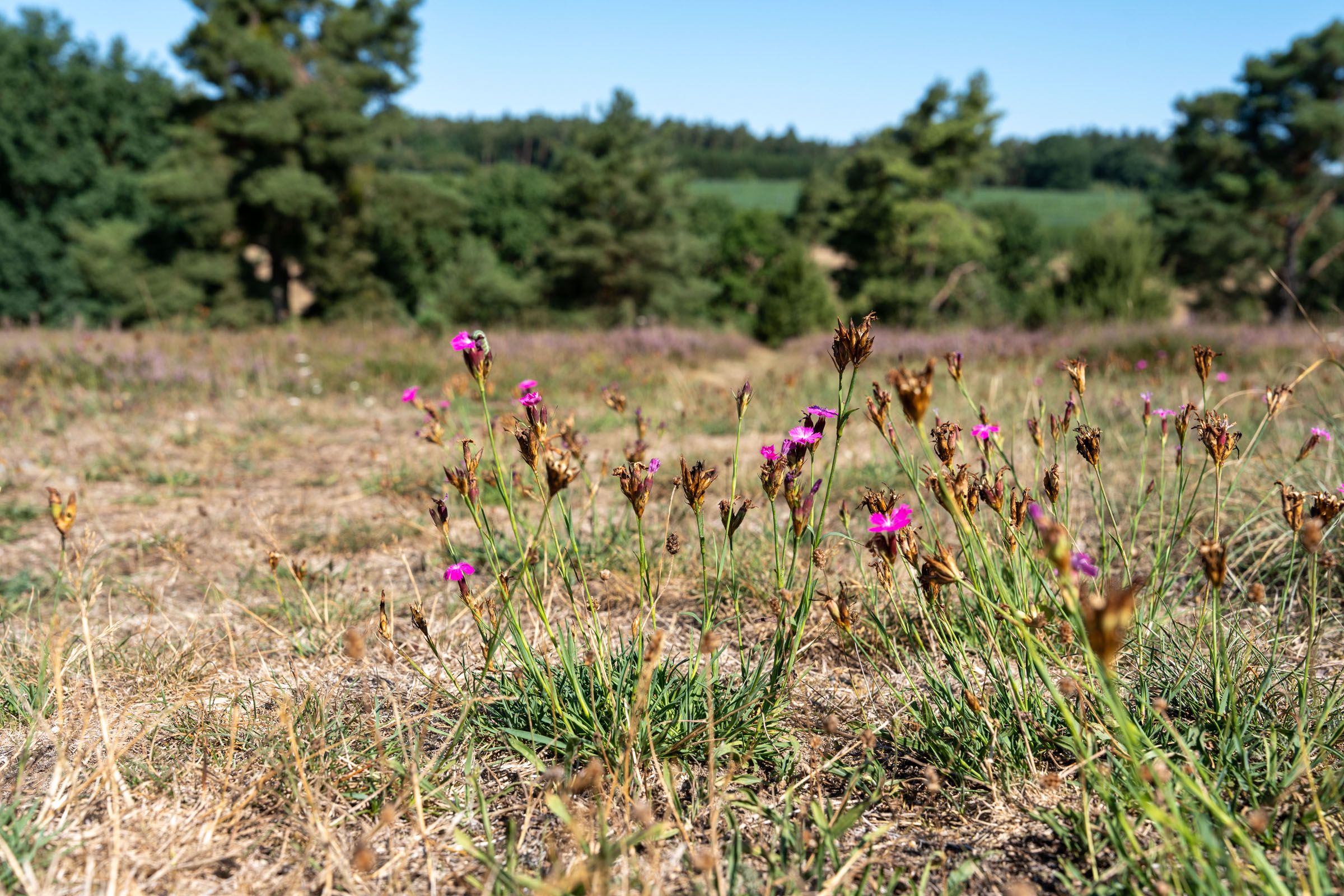 Sandharlander Heide, Büschelnelke 