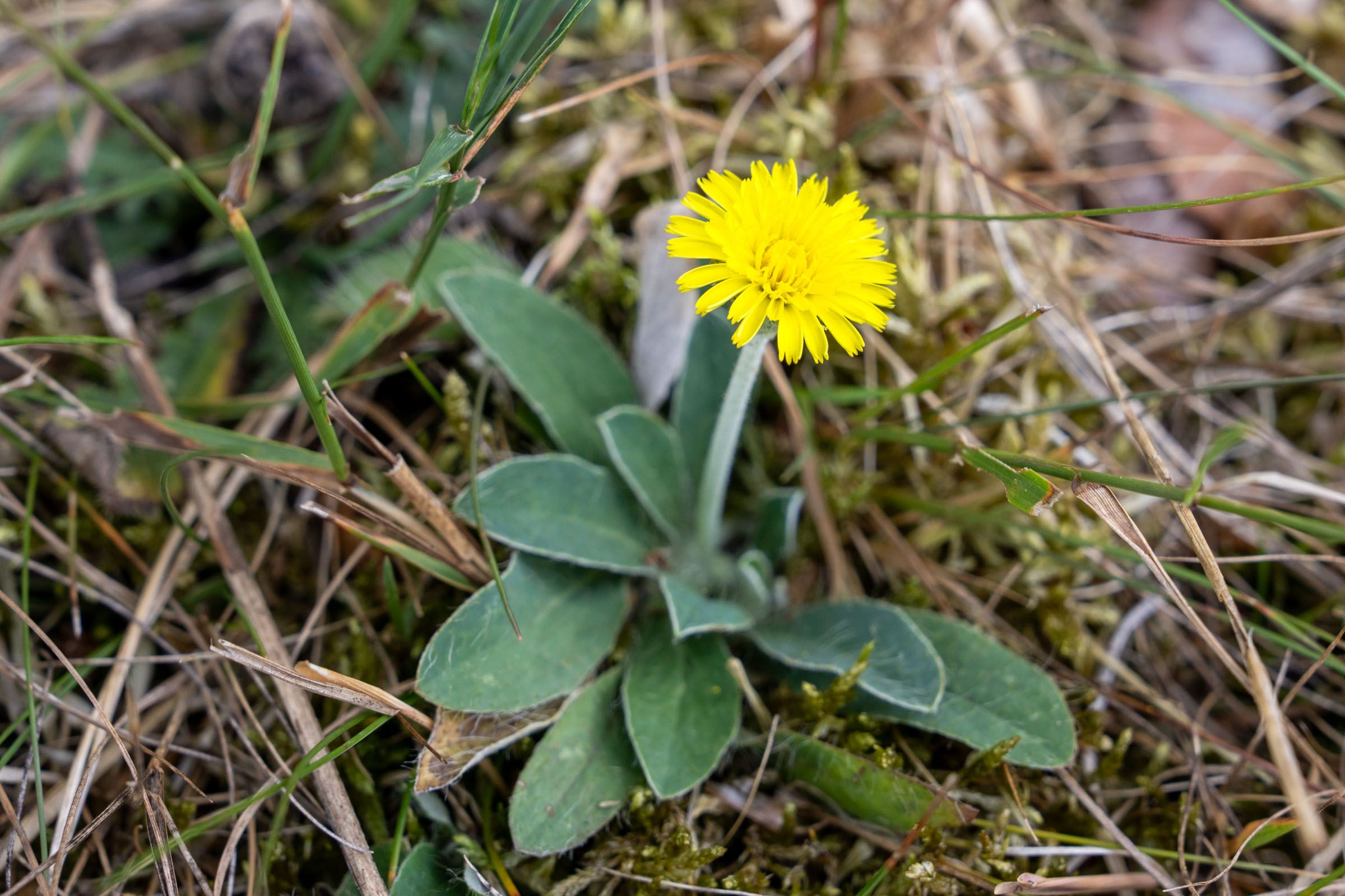 Mausohr-Habichtskraut