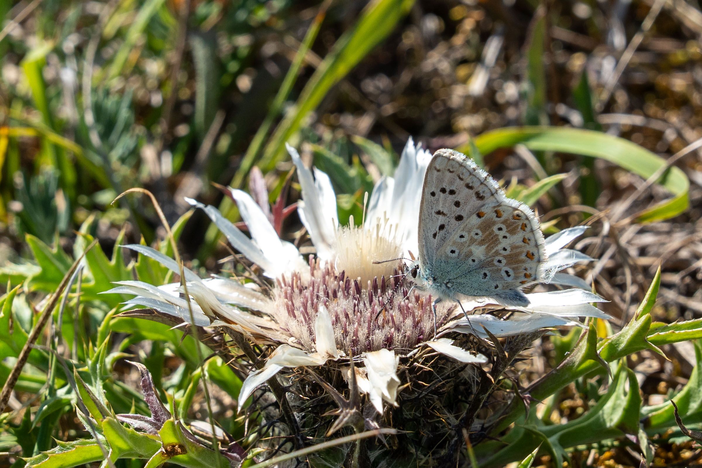 Sandharlander Heide, Silberdistel mit Silbergrünen Bläuling