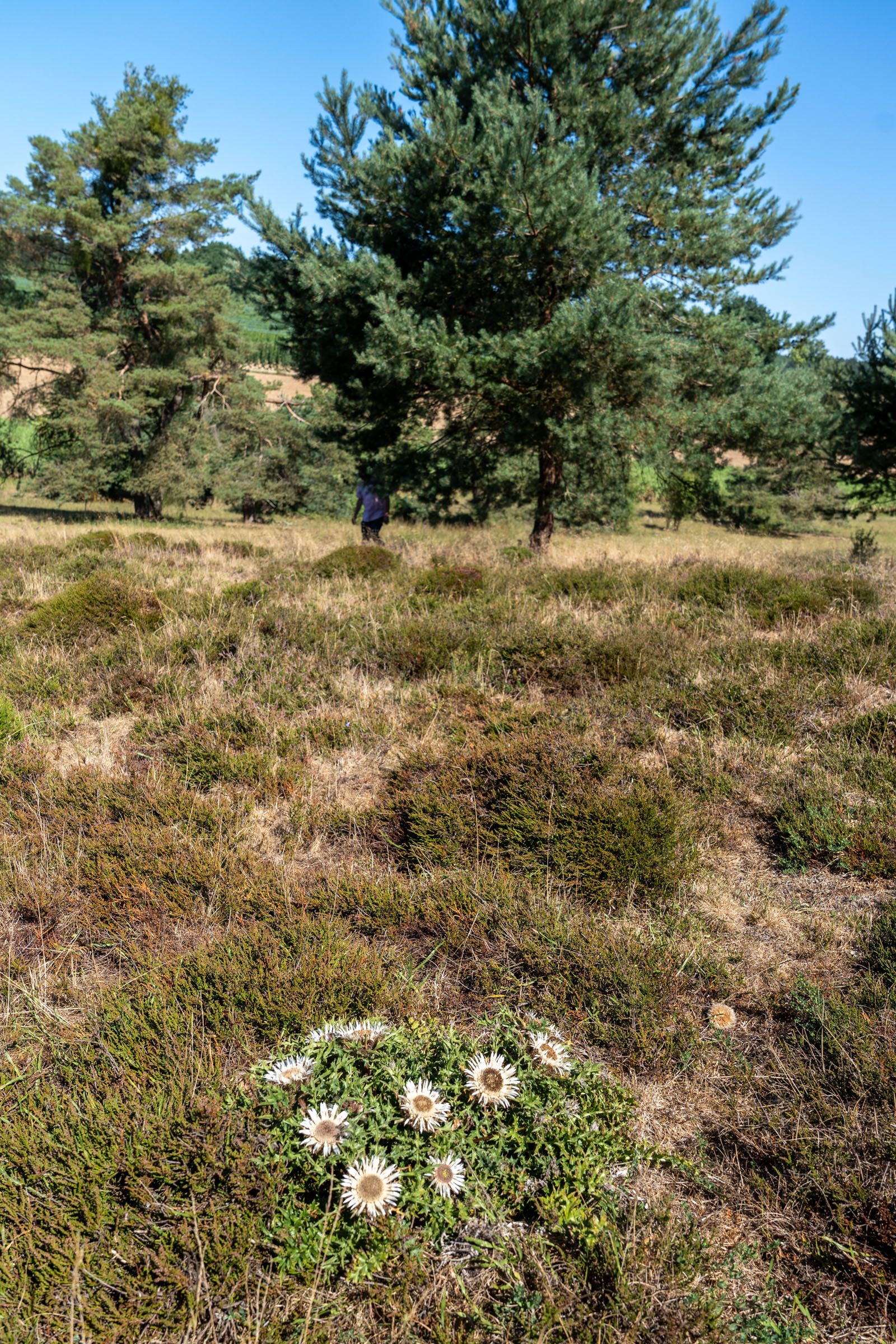 Sandharlander Heide, Silberdistel