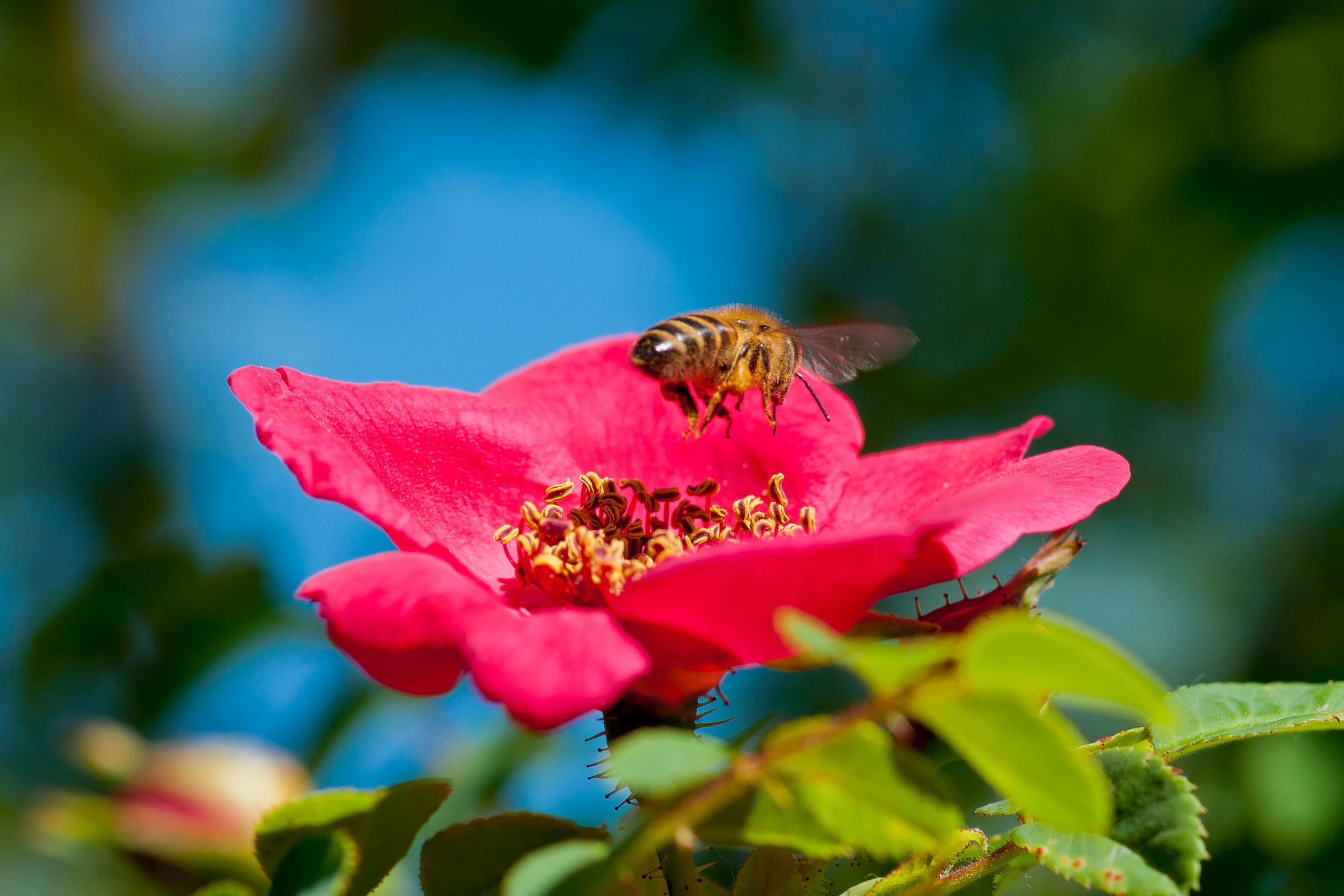 Biene Blühte Rose Rot