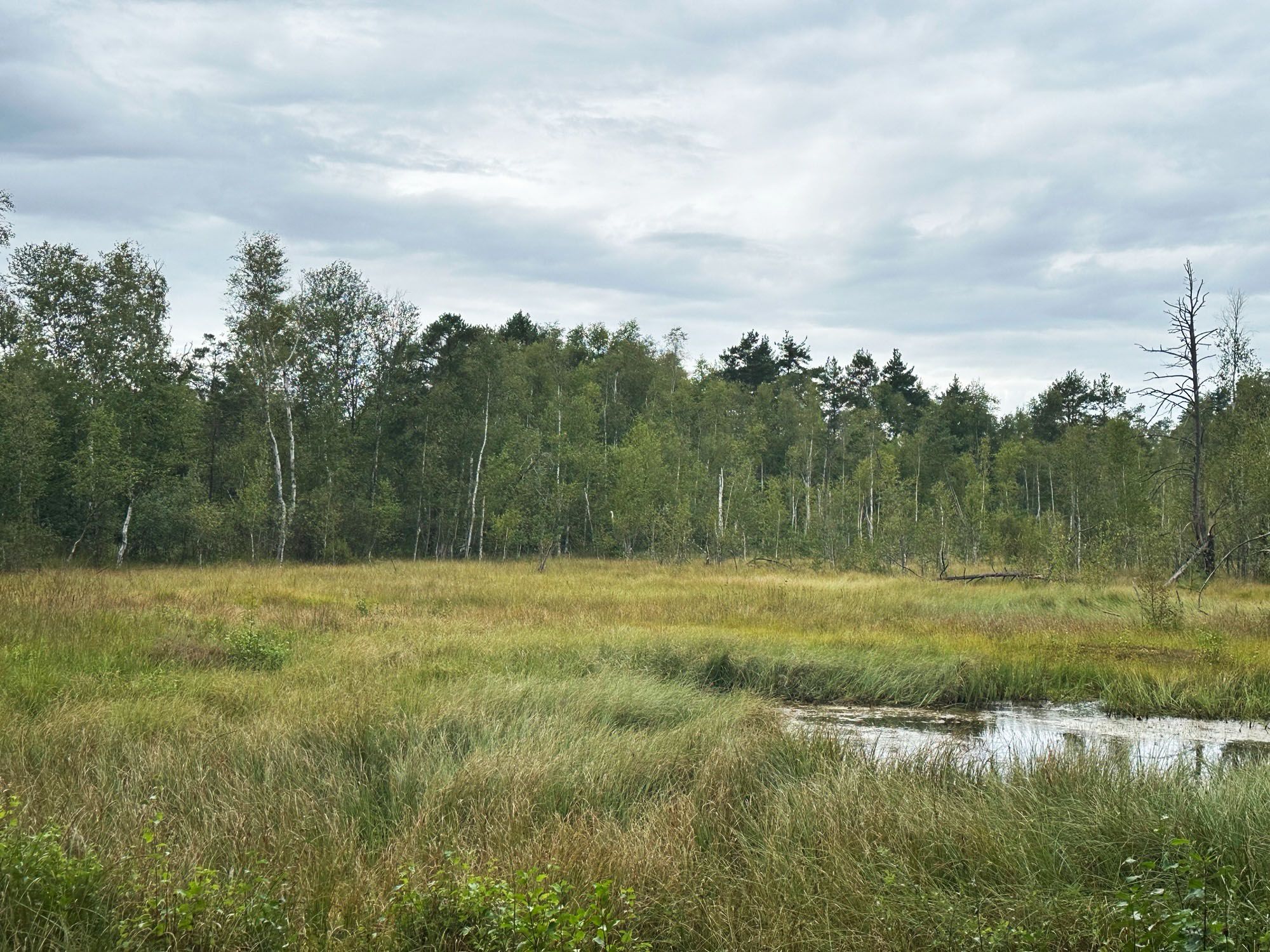 Blick ins Kulzer Moos