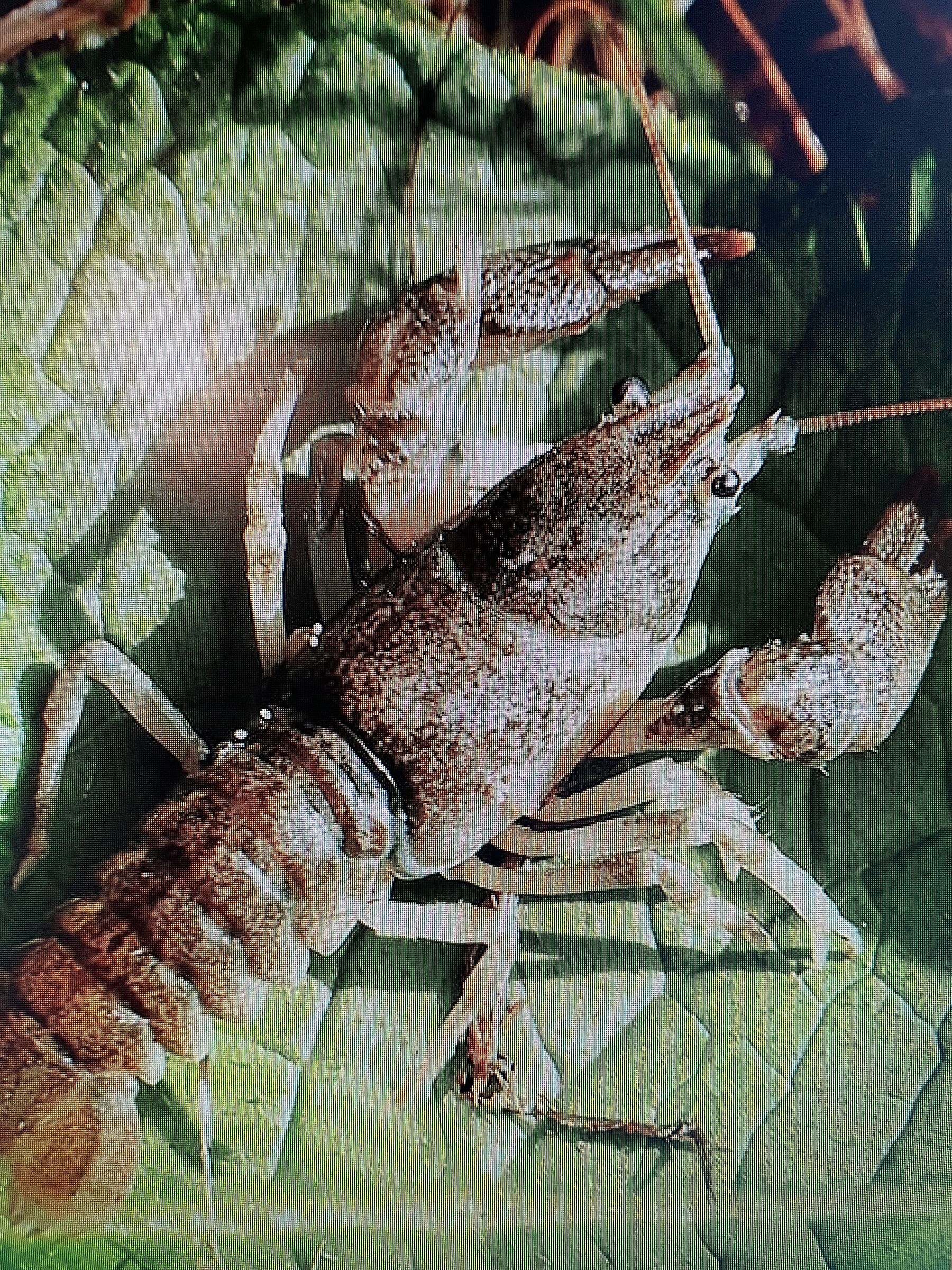 Der sehr seltene Steinkrebs (Foto: Helmut Böhm, BN OG Altdorf)