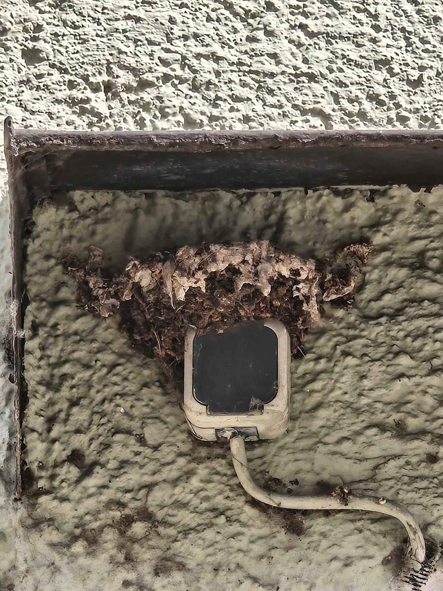 Schwalben Nest auf Steckdose