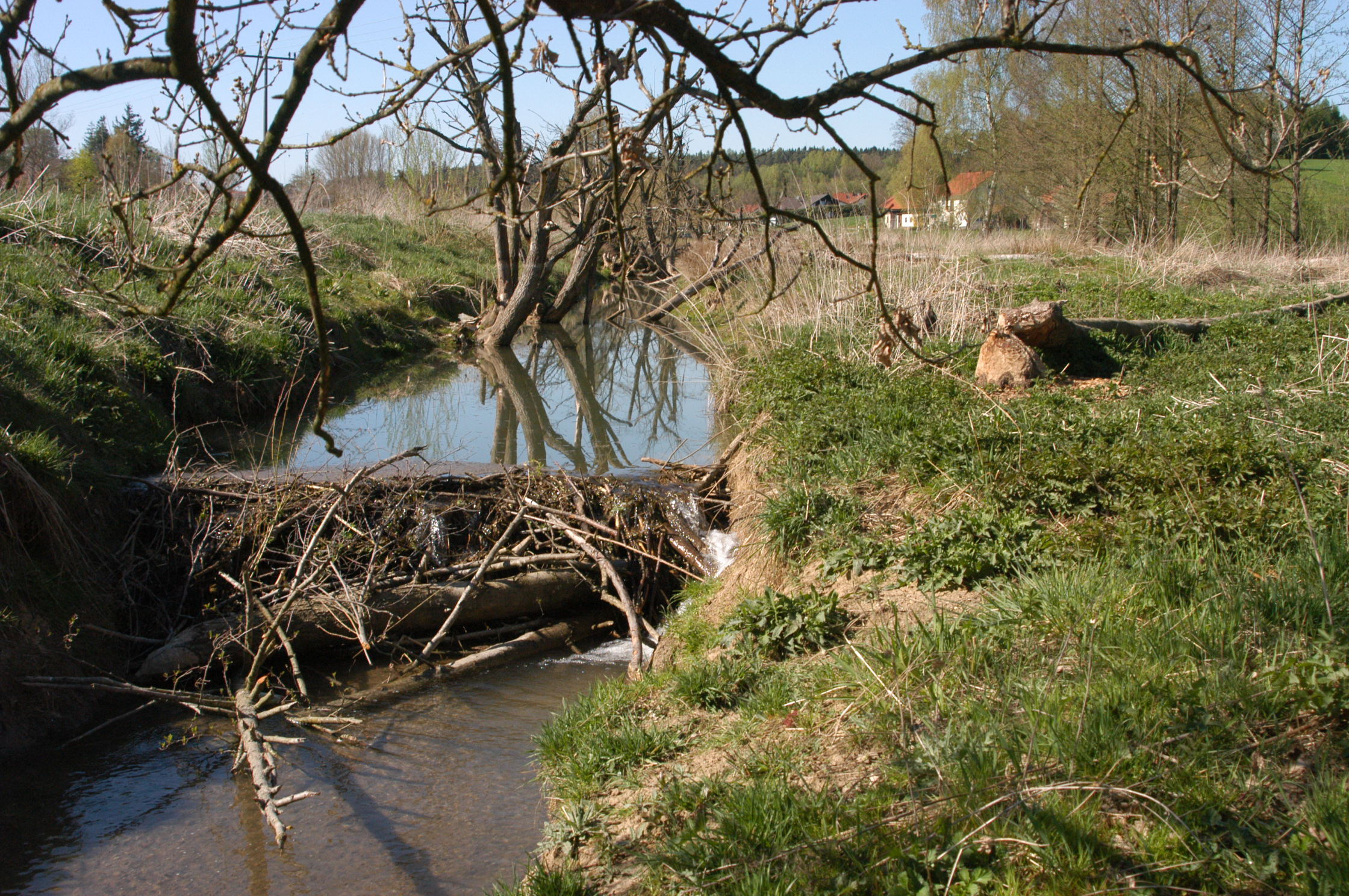 Biberdamm. Foto: Franz Gumplinger