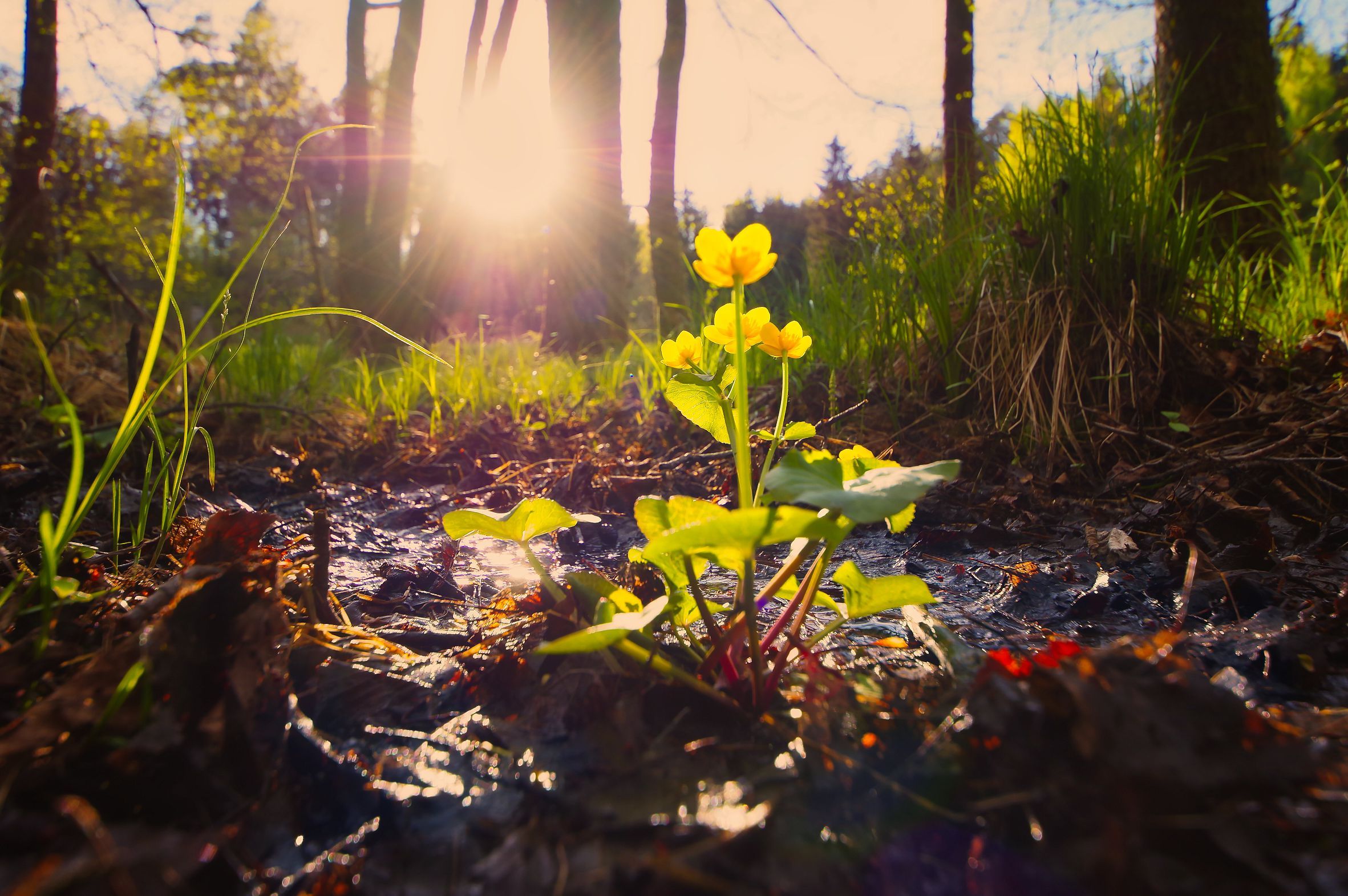 Sumpfdotterblume im feuchten Wald bei Gegenlicht